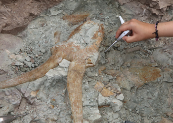 Çankırı’da 8.5 milyon yıl öncesine ait fosiller bulundu: Hipparion türüne ait kalıntılar bile var